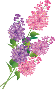 Lilac PNG-85147